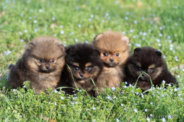 Dons bébé chiot spitz allemand disponible 