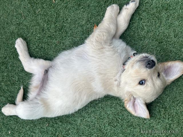 chiot golden retriever mâle a donner 