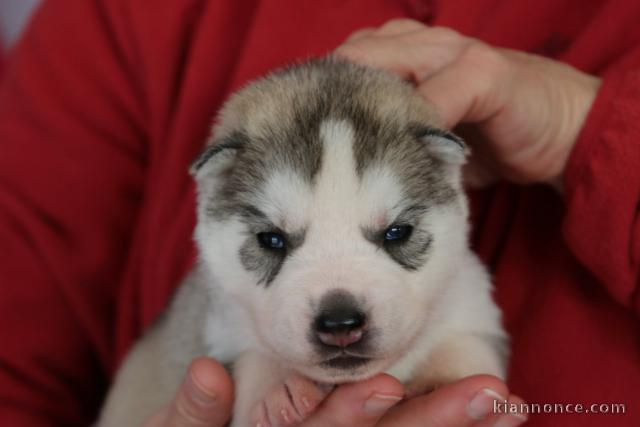 je donne chiot husky sibérien mâle et femelle 
