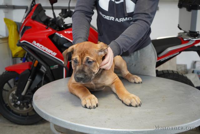 Mastiff sud-africain – Chiots Boerboel