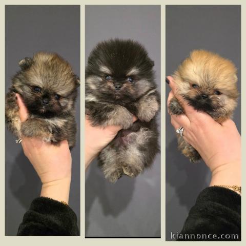 je donne chiot spitz allemand disponible 