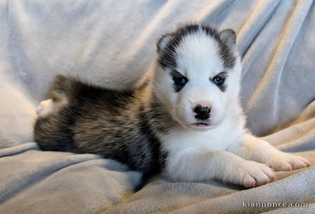 je donne chiot husky sibérien 