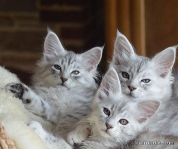 je donner chaton Maine coon 