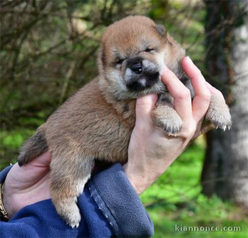 Chiot Shiba inu a donner