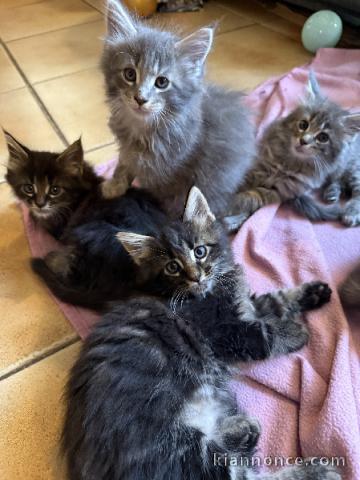 je donne chaton Maine coon disponible 