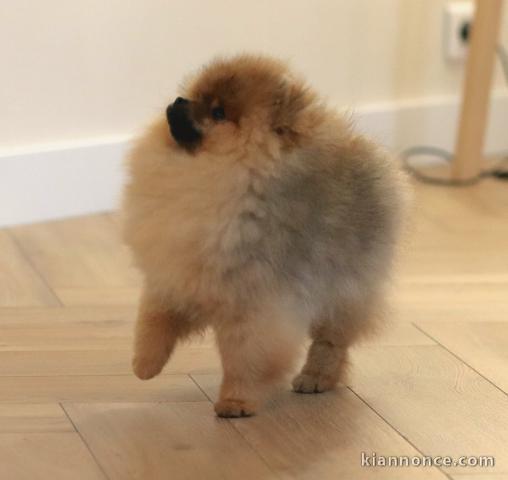 chiot spitz allemand disponible pour adoption 