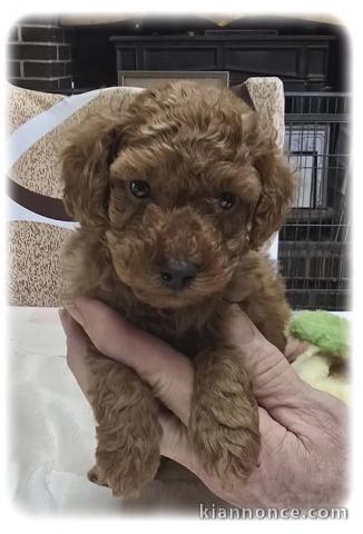 chiot caniche disponible pour adoption 