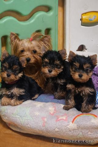 adoption chiot Yorkshire terrier femelle et mâle 