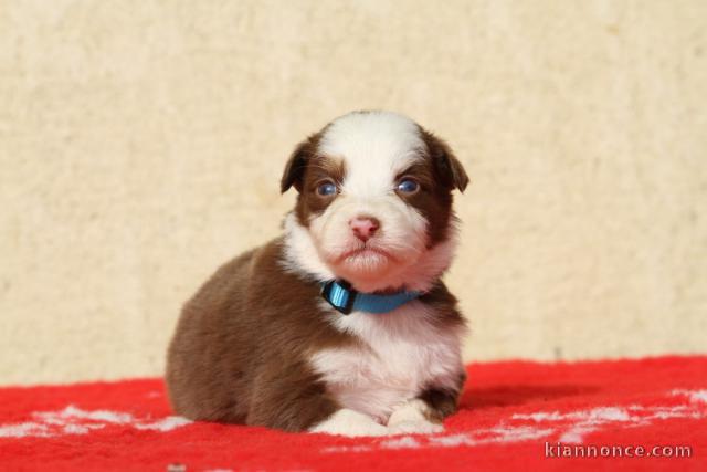 chiot type berger australien disponible pour adoption 