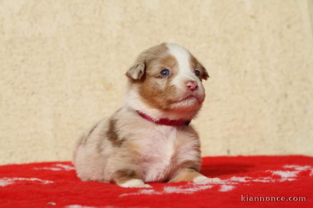 je donne chiot berger australien 