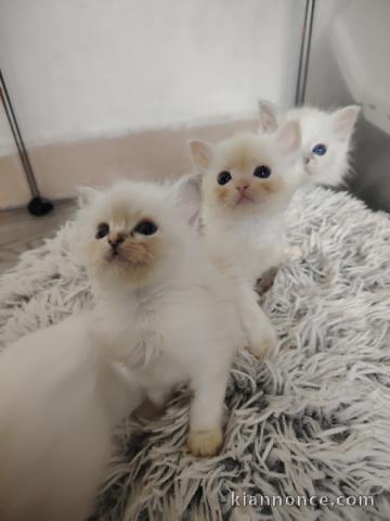 Dons bébé chaton ragdoll femelle et mâle 