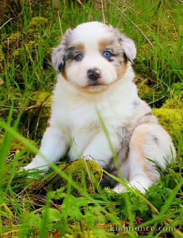 chiot berger australien à adopter 