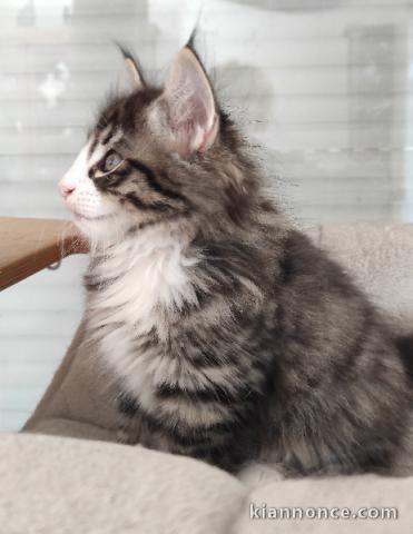 chaton sibérien à donner 