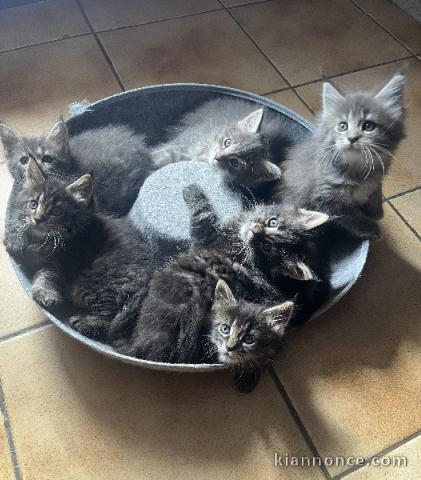 chaton maine coon disponible 