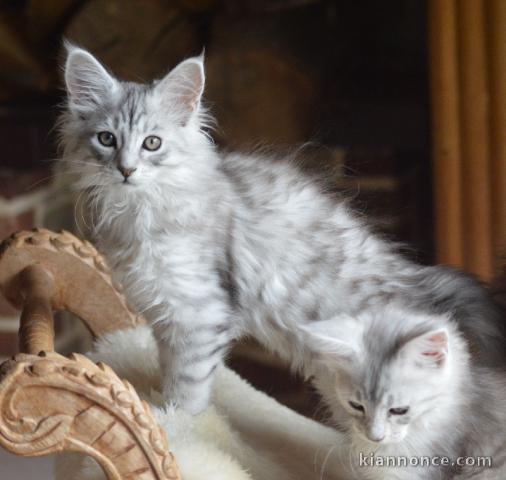 magnifique chaton maine coon disponible 