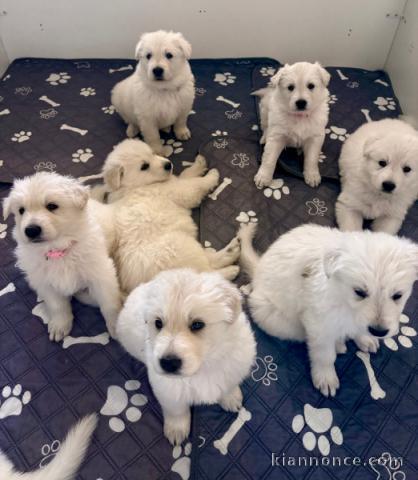 don chiot berger blanc suisse adoption 