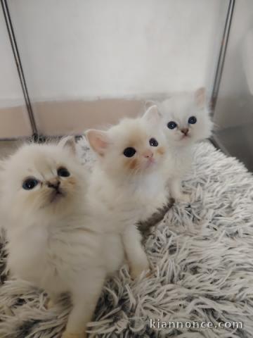 dons chaton ragdoll mâle et femelle 