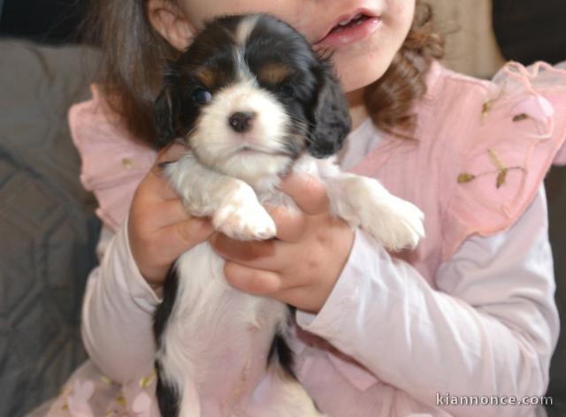 je donne chiot cavalier king charle disponible 