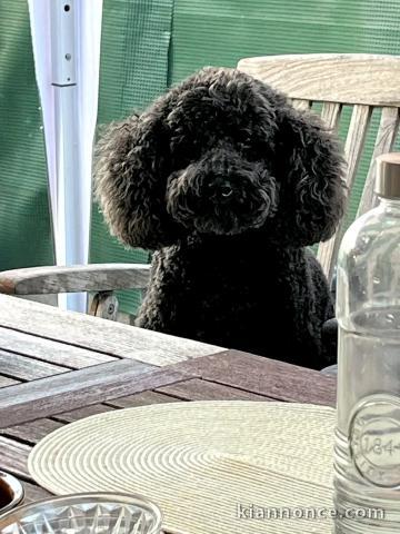 magnifique chiot cockapoo disponible 