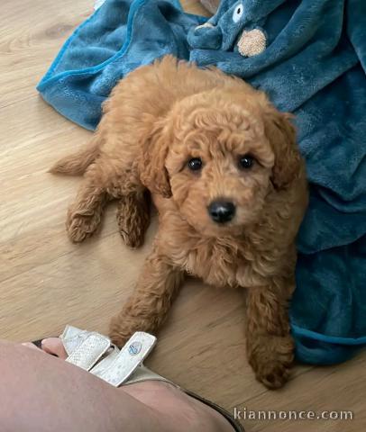 je donne chiot cockapoo disponible 