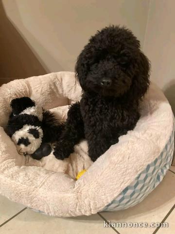 je donne chiot cockapoo disponible 