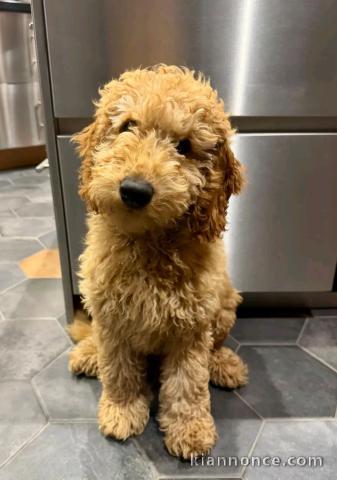 adorable chiot cockapoo disponible femelle 