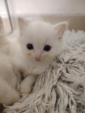 je donne mon chaton ragdoll 