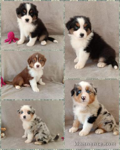 chiot berger australien disponible 