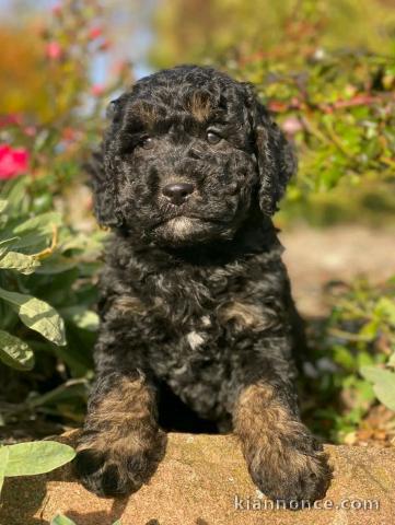 adorable chiot cockapoo disponible 