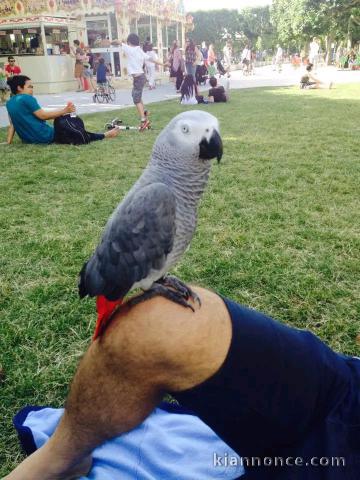je donne perroquet gris du Gabon 