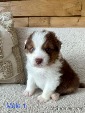 je donne chiot berger australien disponible 