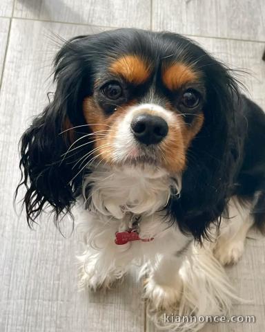 chiot cavalier king charle 