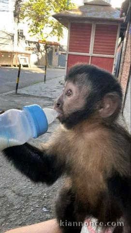 bébé singe capucin mâle à adopter 