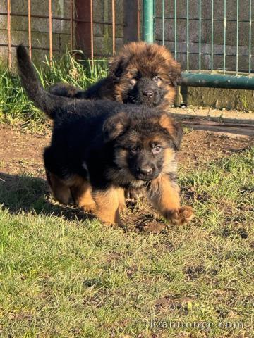 je donne chiot berger allemand disponible 