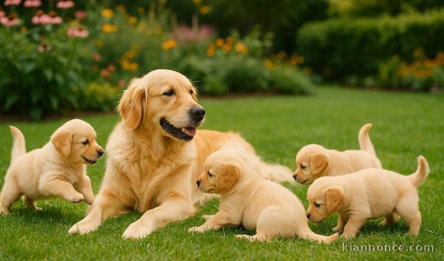 magnifique portée de Golden Retriever pure race