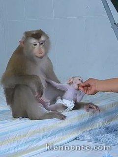 Adorables Bébés Singes Capucin Pure Race Pedigree