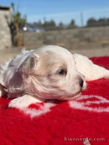 à donner chiot bichon maltais disponible 