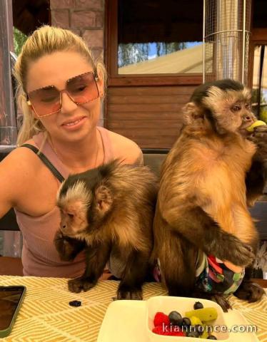 singe capucin mâle et femelle disponible 
