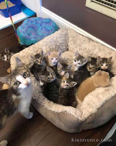 dons chaton maine coon disponible 