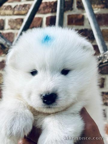 chiot samoyède a donner contre bon soin 