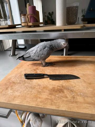 perroquet gris du Gabon mâle a donner 