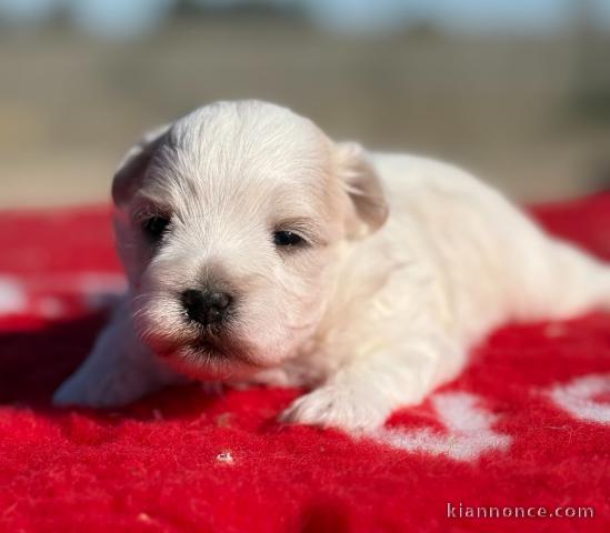 chiot bichon maltais à donner 