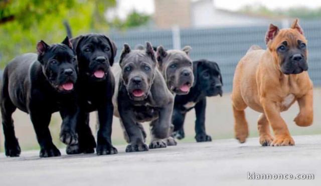 CHIOT CANECORSO disponibles