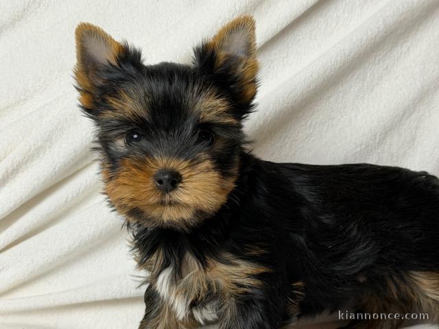 chiot Yorkshire terrier femelle 