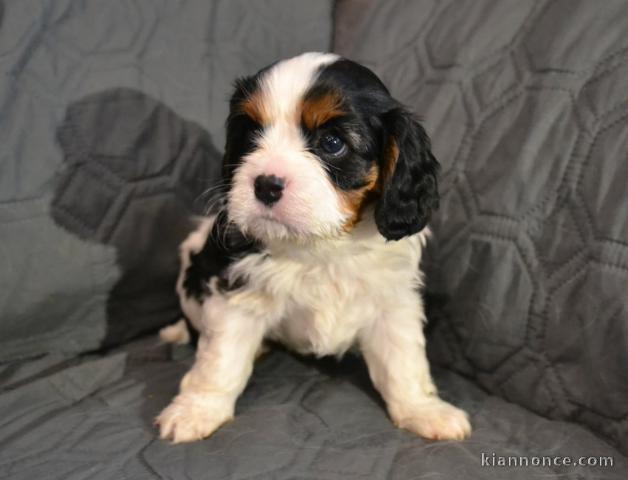 chiot cavalier king charle disponible pour adoption 