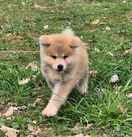 chiot type Akita inu disponible 