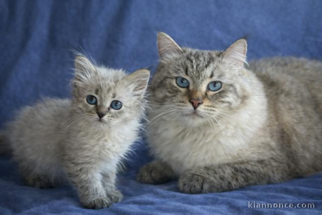 bébé chaton sibérien adorable 