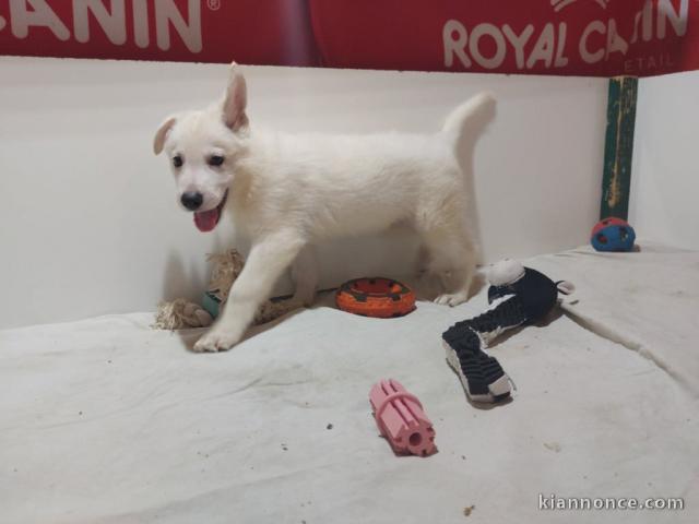 magnifique chiot berger blanc suisse adoption 