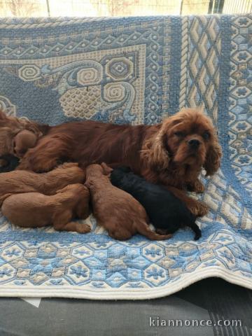 annonce chiot cavalier king charle disponible 