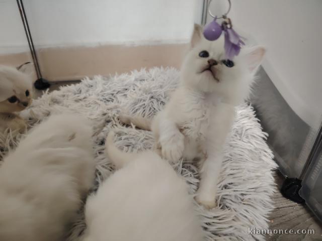 adorable chaton ragdoll à donner 